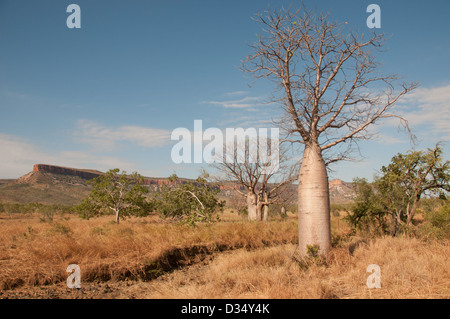 Le voyage Gibb River Road, Kimberleys, Australie occidentale, Australie Banque D'Images