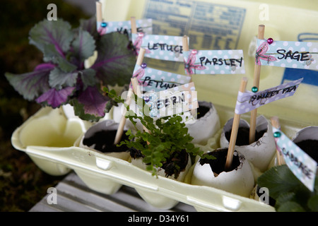 Graines de jardin, les semis ont commencé en boîte à œufs. Banque D'Images
