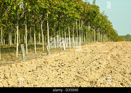 Les arbres à caoutchouc de la Thaïlande en vue d'un mur. Banque D'Images