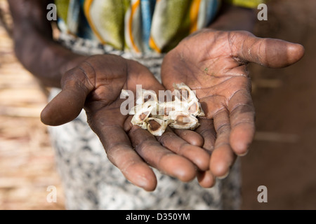 Reo, le Burkina Faso, Mai 2012 : Marie Kanyala, 79, dans l'enceinte de holding moringa seeds. Banque D'Images