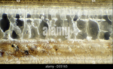 Hérisson d'aiguille sous le microscope, l'arrière-plan (Erinaceus europaeus) Banque D'Images