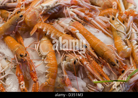 Dendrobranchiata Langoustines sur la glace sur une échoppe de marché à Venise Italie Banque D'Images