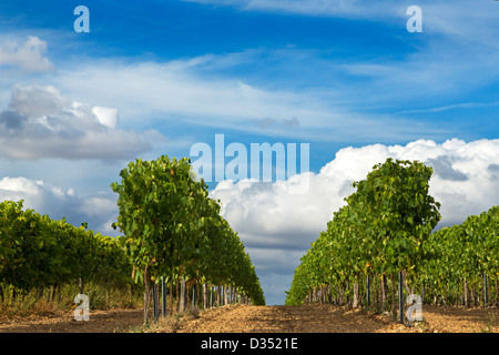 Vignes près de Cognac, Charente Maritime, France Banque D'Images