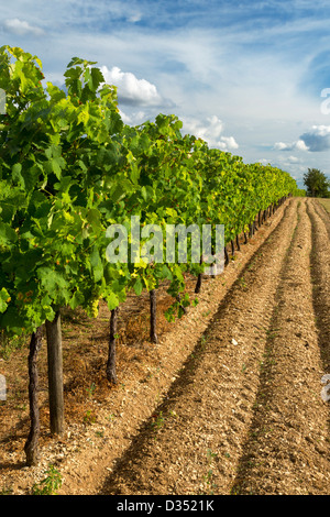 Vignes près de Cognac, Charente Maritime, France Banque D'Images