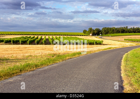 Vignes près de Cognac, Charente Maritime, France Banque D'Images