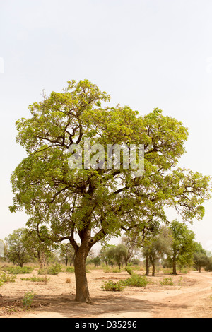 Yako, Burkina Faso, Mai 2012 : l'arbre de karité Banque D'Images