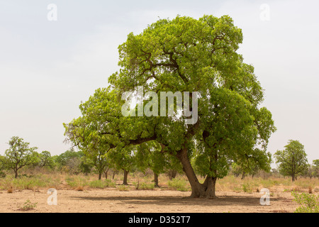 Yako, Burkina Faso, Mai 2012 : l'arbre de karité Banque D'Images