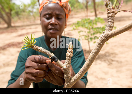 Yako, Burkina Faso, Mai 2012 : un membre du personnel de la SEMUS greffage d'arbres montre Banque D'Images