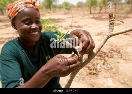 Yako, Burkina Faso, Mai 2012 : un membre du personnel de la SEMUS greffage d'arbres montre Banque D'Images