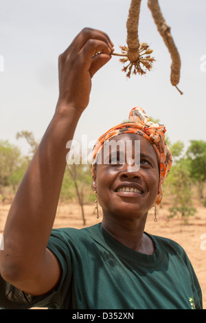 Yako, Burkina Faso, Mai 2012 : un membre du personnel de la SEMUS greffage d'arbres montre Banque D'Images