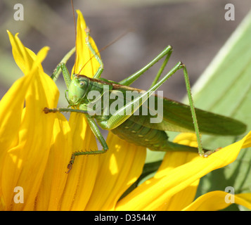 Macro détaillée d'un grand Green Bush Cricket (Tettigonia viridissima) sur un tournesol Banque D'Images