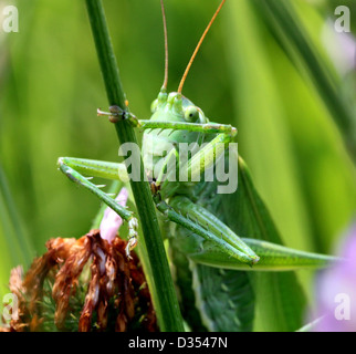 Macro détaillée d'un grand Green Bush Cricket (Tettigonia viridissima) face à l'appareil photo Banque D'Images