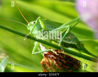 Macro détaillée d'un grand Green Bush Cricket (Tettigonia viridissima) face à l'appareil photo Banque D'Images