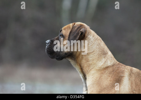 / Cane Corso chien Colley italien profil portrait adultes Banque D'Images