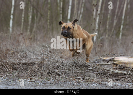 Cane Corso chien Colley Italien / saut d'adultes dans une forêt Banque D'Images