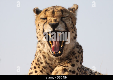 Cheetah le bâillement à fondation Africat, Namibie Banque D'Images