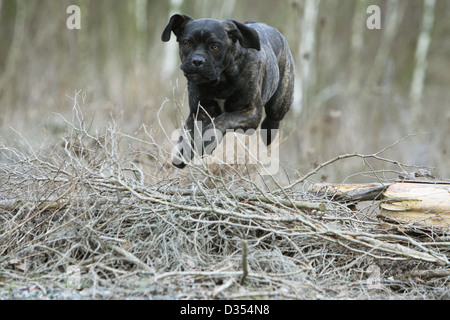 Cane Corso chien Colley Italien / saut d'adultes dans une forêt Banque D'Images