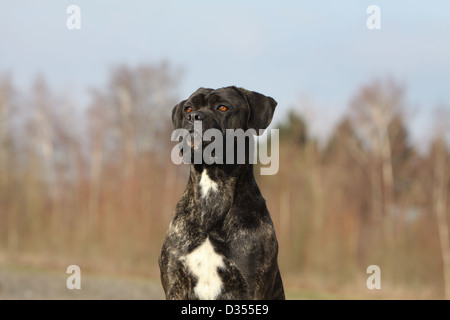 / Cane Corso chien Colley italien portrait adultes Banque D'Images