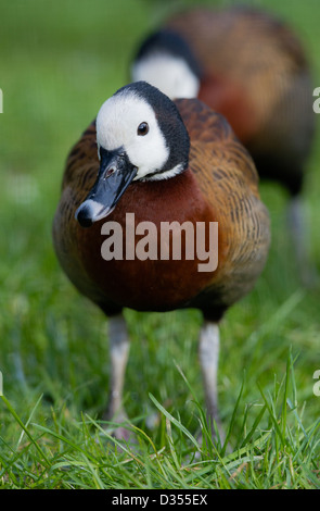 White-faced (Dendrocygna viduata) Banque D'Images