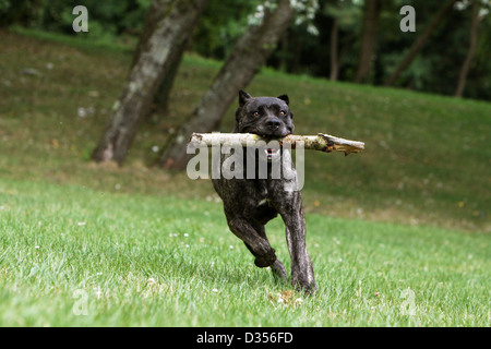 / Cane Corso chien Colley italienne des profils d'exécution avec un bâton dans sa bouche Banque D'Images