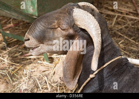 Barsalogho, Burkina Faso, Mai 2012 : les moutons dans un ménage composé. Banque D'Images