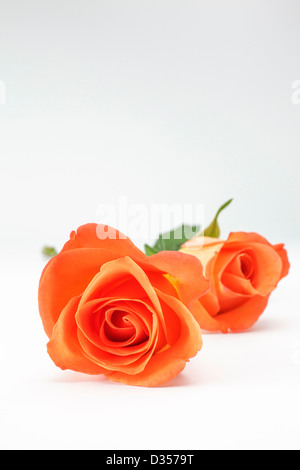 Deux roses orange sur fond blanc Banque D'Images