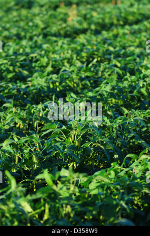 Le soja poussant dans un champ de cultures à la ferme Banque D'Images