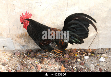 Coq dans Key West, Floride Banque D'Images