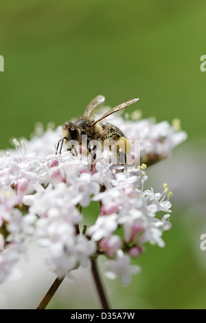 Abeille sur des fleurs de valériane blanche Banque D'Images