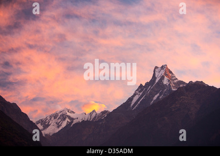 Alpenglow au coucher du soleil sur l'Annapurna Machapuchare, sanctuaire, Nepelese Himalaya. Banque D'Images