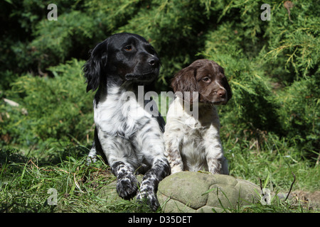 Chien Épagneul Breton / adultes et de l'Epagneul Breton chiot différentes couleurs sur un rocher Banque D'Images
