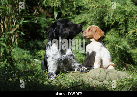 Chien Épagneul Breton / adultes et de l'Epagneul Breton chiot différentes couleurs sur un rocher Banque D'Images