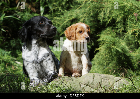 Chien Épagneul Breton / adultes et de l'Epagneul Breton chiot différentes couleurs sur un rocher Banque D'Images