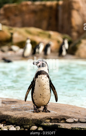 Manchot de Magellan (Spheniscus magellanicus) ZLS Zoo de Londres Londres Angleterre Grande-bretagne UK Banque D'Images