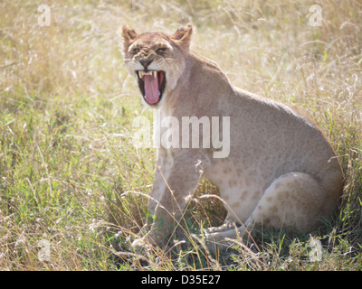 Lion lionne Afrique Tanzanie Serengeti national park sourire dents grondant bâillement moody safari animal hunt assis brune sauvage en colère Banque D'Images