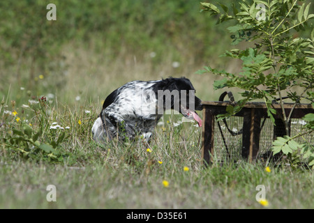 Chien Épagneul Breton Epagneul Breton / adulte (noir et blanc) à l'arrêt une perdrix dans une cage Banque D'Images