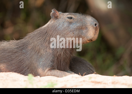 Pantanal, Brésil.Ce Capybara a été prise au coucher du soleil sur une plage d'une rivière en bateau. Banque D'Images