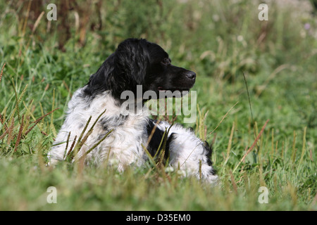 Chien Épagneul Breton Epagneul Breton / adulte (noir et blanc) couchée dans un pré Banque D'Images