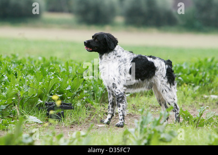 Chien Épagneul Breton Epagneul Breton / adulte (noir et blanc) qui se tient debout dans un champ Banque D'Images