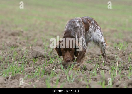 Chien Épagneul Breton / adultes l'Epagneul Breton (foie roan) sentir dans un champ Banque D'Images