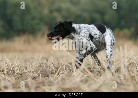 Chien Épagneul Breton Epagneul Breton / adulte (noir et blanc) s'exécutant dans un champ Banque D'Images