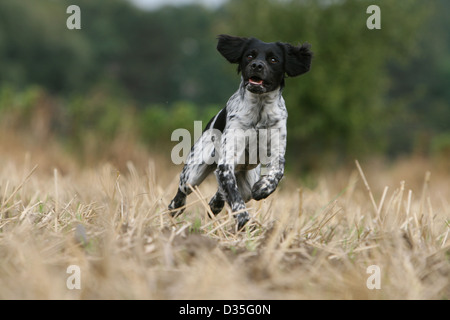 Chien Épagneul Breton Epagneul Breton / adulte (noir et blanc) s'exécutant dans un champ Banque D'Images