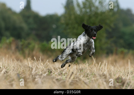 Chien Épagneul Breton Epagneul Breton / adulte (noir et blanc) des profils aller dans un champ Banque D'Images