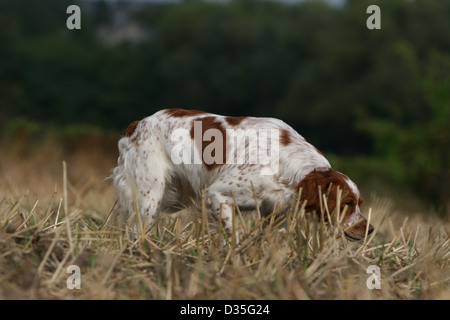 Chien Épagneul Breton / Epagneul Breton orange et blanc (adultes) sentir dans un champ Banque D'Images