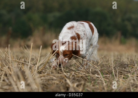 Chien Épagneul Breton / Epagneul Breton orange et blanc (adultes) sentir dans un champ Banque D'Images