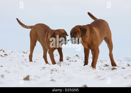 Chien Tosa Inu / Mastiff japonais deux adultes jouent dans la neige avec un bâton Banque D'Images