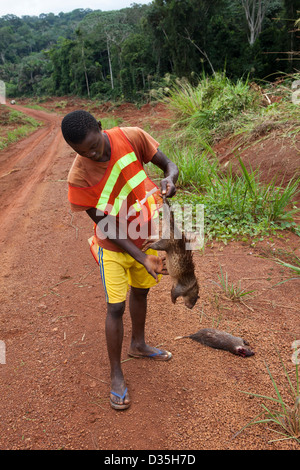 CONGO, le 27 septembre 2012 : un manoeuvre pour la construction d'une nouvelle grande Sinohydro route bitumée à travers la forêt vierge avec deux animaux il a juste tué pour la viande de brousse. Banque D'Images