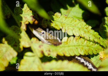 Anole vert (Anolis carolinensis), une espèce envahissante sur Hahajima, Îles d'Ogasawara, Tokyo, Japon Banque D'Images