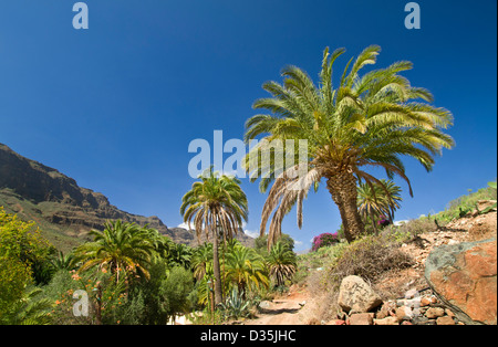 Un luxuriant oasis de palmiers et de Bougainvilliers avec montagnes du centre de Gran Canaria Îles Canaries Espagne derrière Banque D'Images