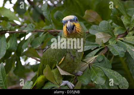 Perroquet vert lorro le plumage des oiseaux jungle Pérou Banque D'Images